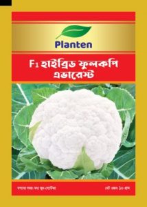 এভারেস্ট